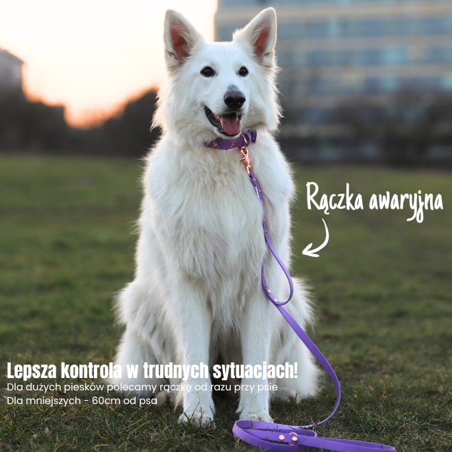 mocna smycz dla silnego psa