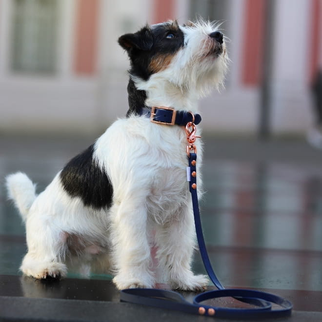jack russel terrier smycz