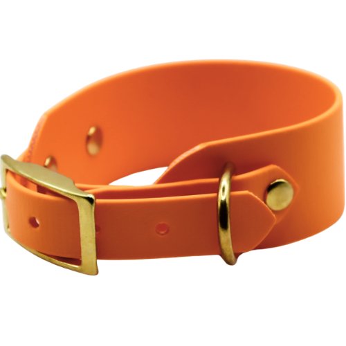 pomarańczowa obroża dla charta.png