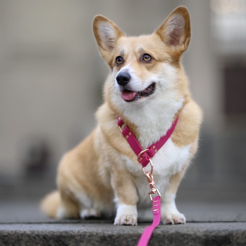 obroża dla corgi