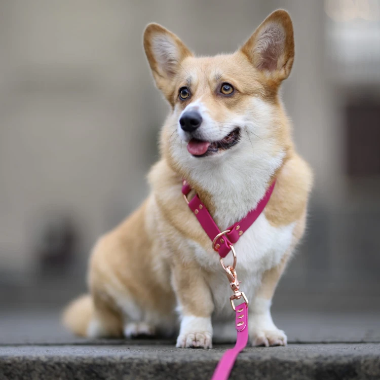 obroża dla corgi